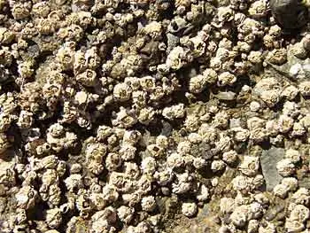 Balanus glandula (White Acorn Barnacle)