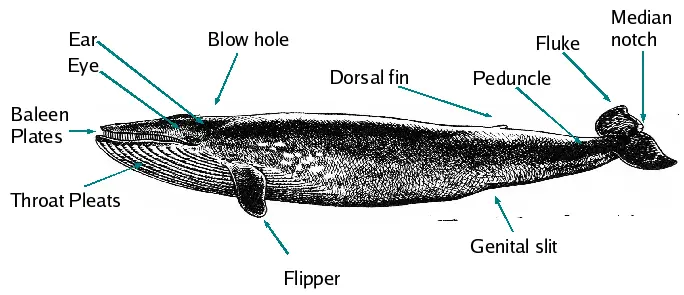 Baleen parts