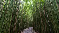 Bamboo