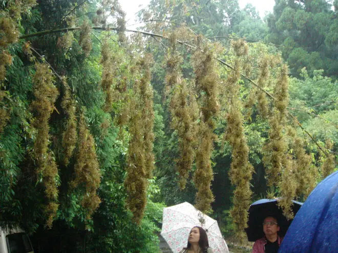 BambooFlowering