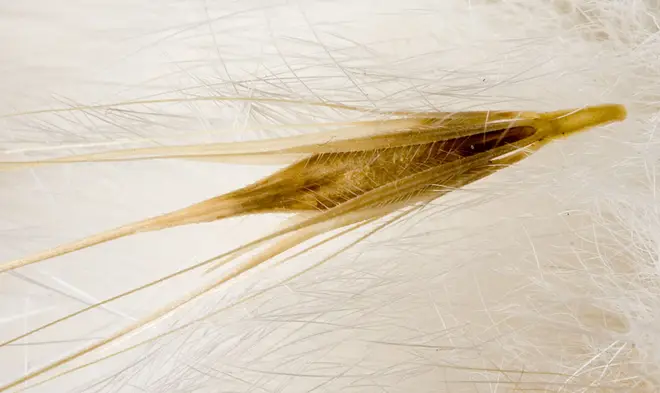 Barbed seed in fur 2159