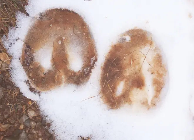 Bare hoof prints
