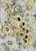 Barnacles