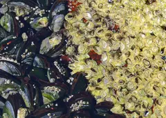 Barnacles feeding