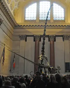 Barosaurus (American Museum of Natural History)