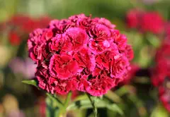 Carnation