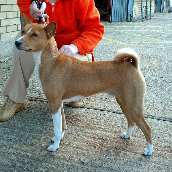 Basenji 600