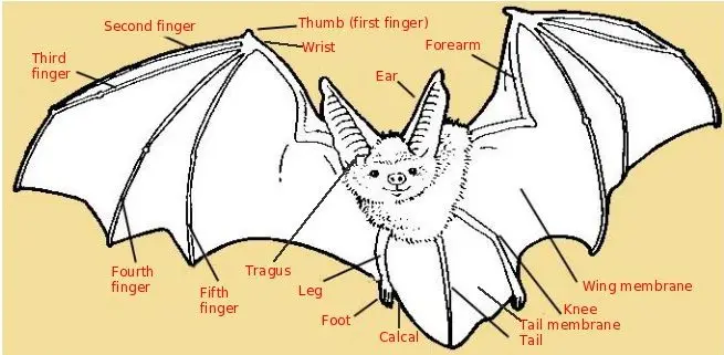 Parts of a Bat