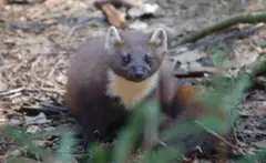 Pine Martin