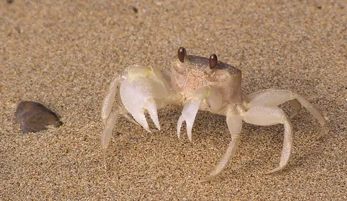 Ocypode cordimana (Common Ghost Crab)