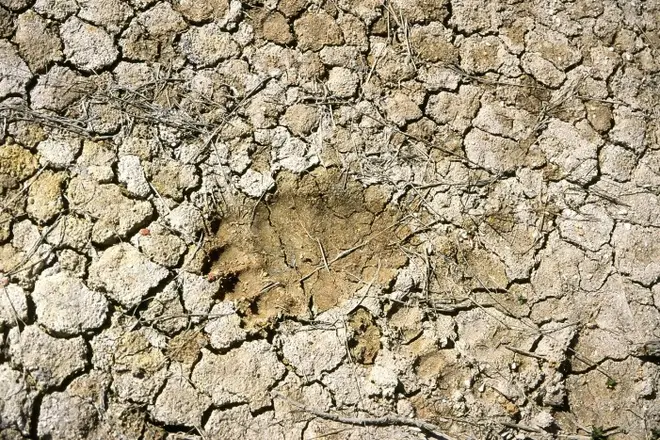 Track