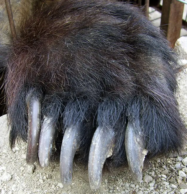 Bear paw