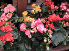 Begonia spp. (Begonia)