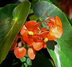 Begonia
