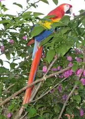 Scarlet macaw