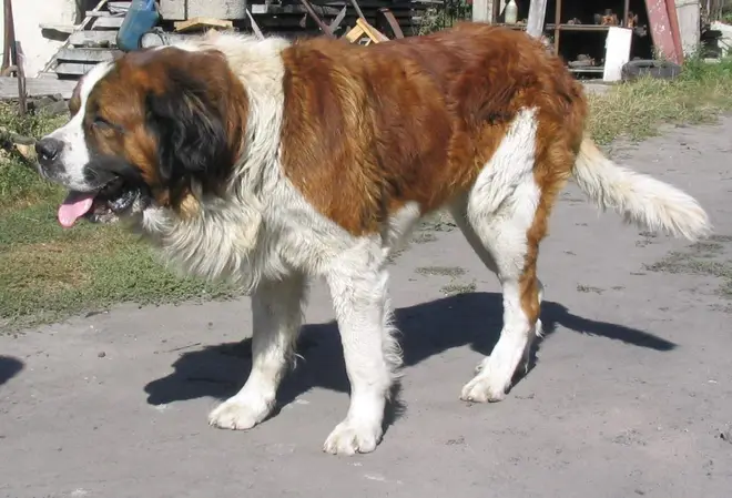 Benedykt the St Bernard