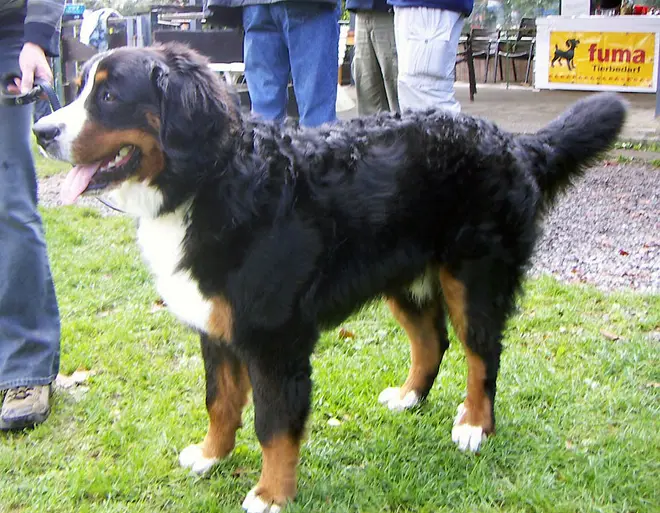 Berner sennhund