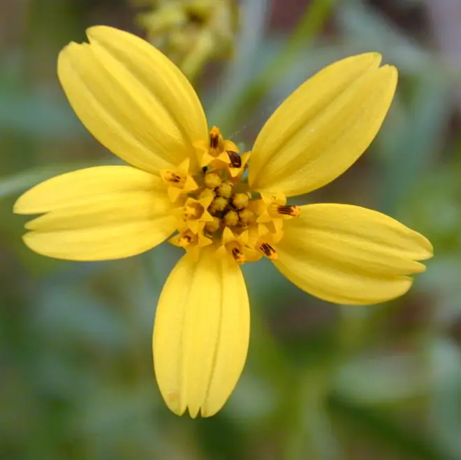 Bidens flwr