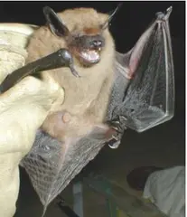 Big Brown Bat (Eptesicus fuscus)