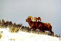 Bighorn Sheep Western US & Canada