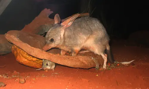 Bilby at Sydney Wildlife World