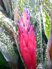 Bromeliad