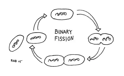 Binary
