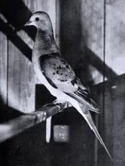 Passenger Pigeon, 1914