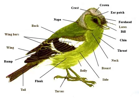 Bird.parts