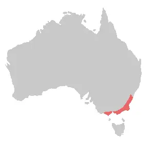 Bird range gang-gang cockatoo