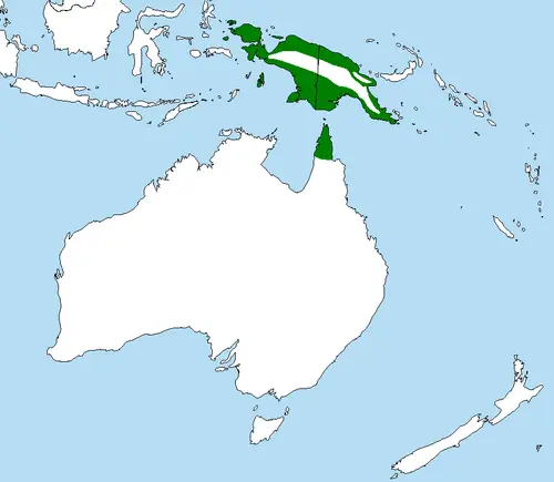 Bird range palm cockatoo
