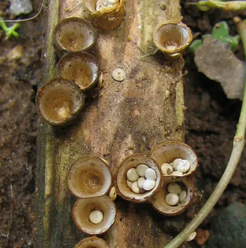 Bird's nest fungi - context