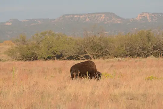 American Bison (Bison bison)