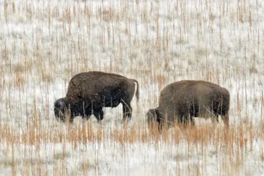 Grasses store their energy in their roots, protecting them from winter and grazing