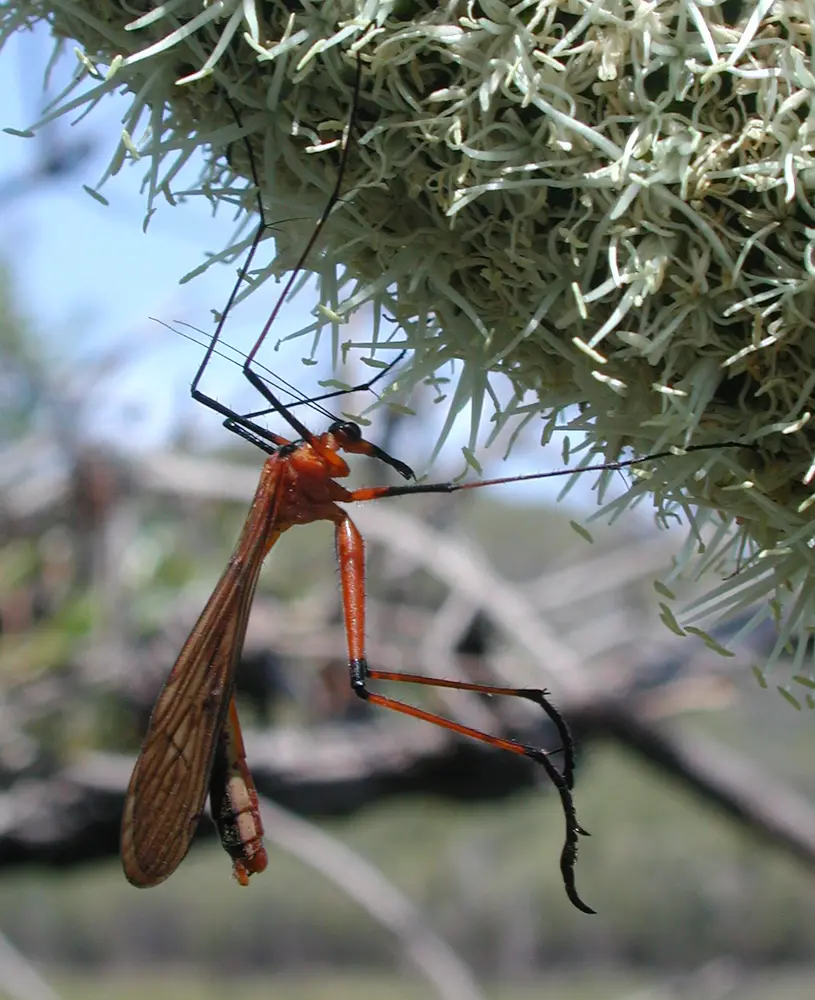 Mecoptera
