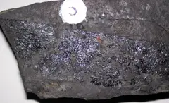 Bituminous coal (Upper Freeport Coal, Middle Pennsylvanian; Diamond Coal Mine, Linton, Ohio, USA) 7