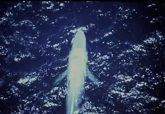 Blue Whale Oceans (worldwide)