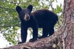 Black bear cub