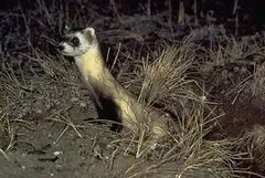 Black-footed Ferret North America