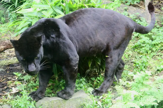 Black Jaguar (Panthera onca)