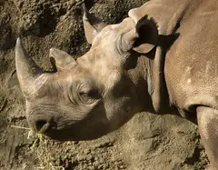 Black Rhinoceros Africa