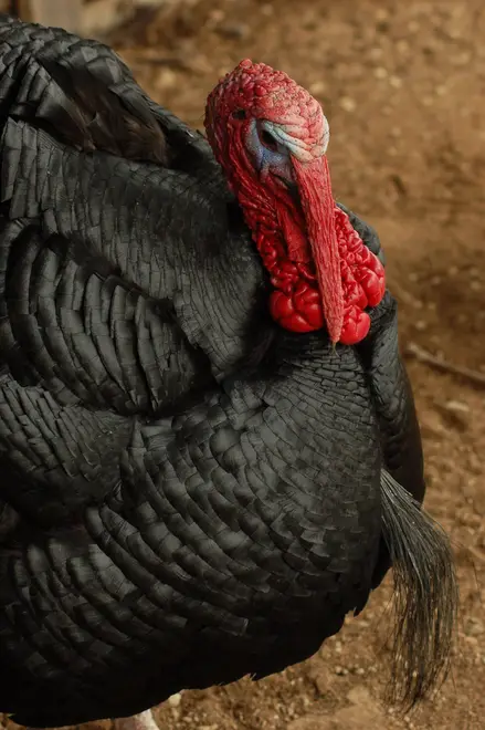 Black Spanish Turkey Tom