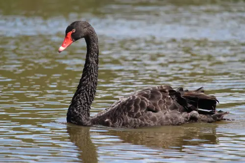 Black Swan
