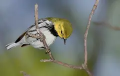 Black-throated Green Warbler