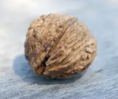 Walnuts