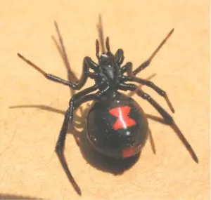 Latrodectus sp.