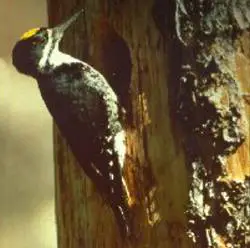 Picoides arcticus