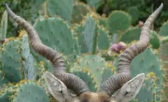 Blackbuck: The horns of the Blackbuck are ringed with 3 to 4 turns and can be as long as 28 inches. The female is usually hornless.