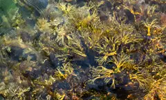 Bladder Wrack