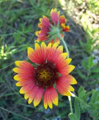 Gaillardia Blanket Flower